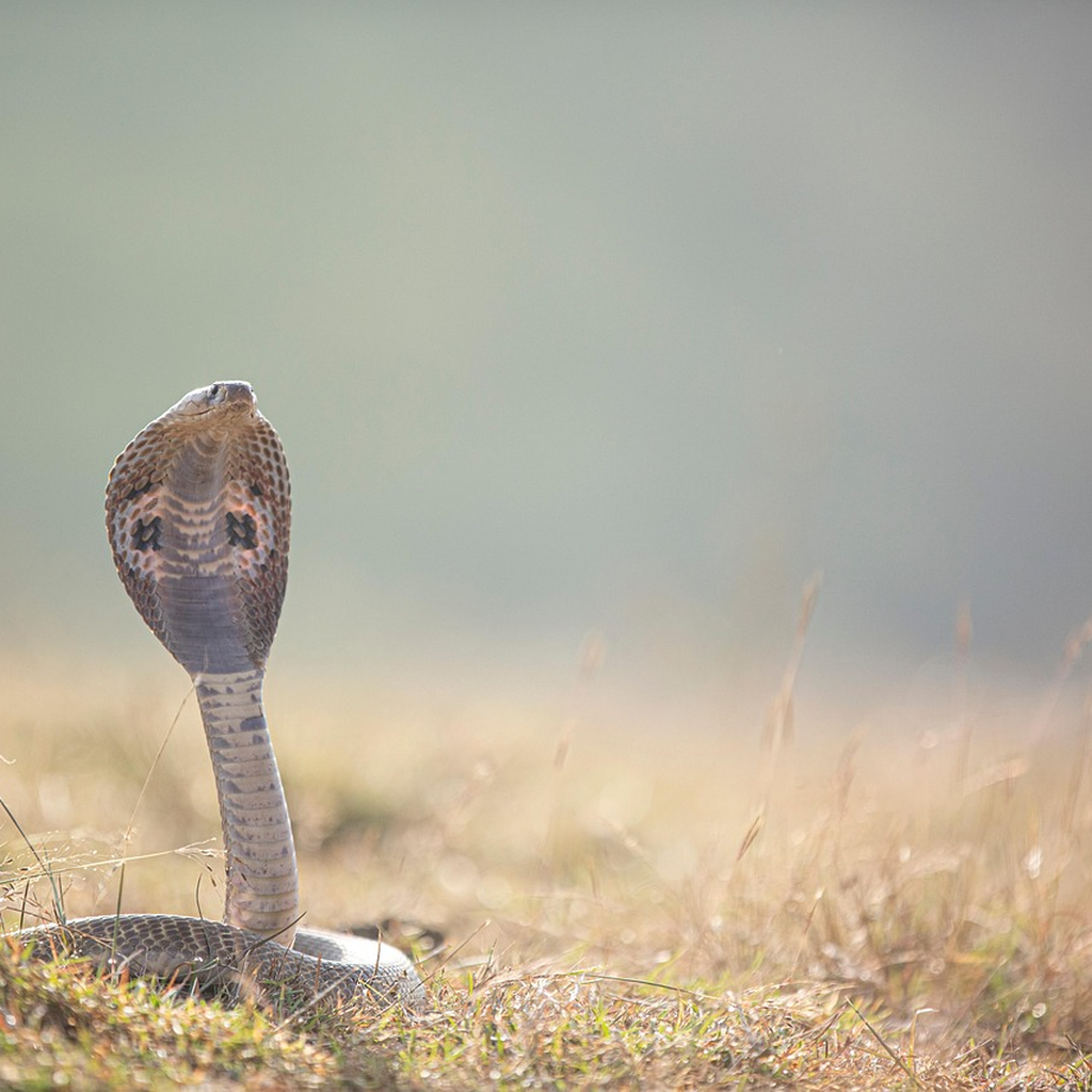 영끌투자 위험성과 대처법 완벽 가이드: 초보자부터 전문가까지